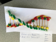 DNA Modeling in Year 10 Science