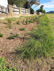 Native Planting and Gardens