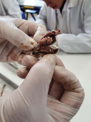 Biology Assessment Dissections - Year 12